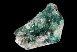 Dioptase Crystals on Quartz - Kimbedi, Congo #148472-1